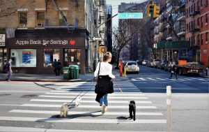 Real New Yorkers walking dogs on the Upper East Side