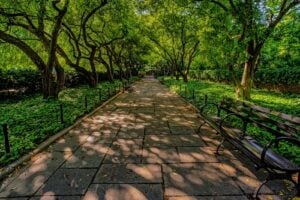 Tree-lined path and benches in the Conservatory Garden in Central Park