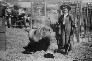 Hattie the elephant at the Central Park Zoo with trainer Hattie Snyder