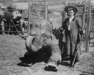 10 Most Famous Animals in New York City History