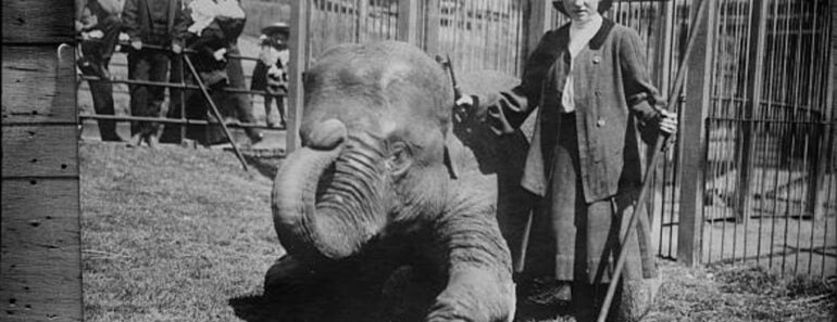 10 Most Famous Animals in New York City History