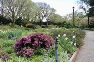 Heather Garden at Fort Tryon Park with spring flowers and a winding pathway