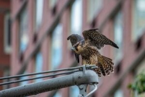 Peregrine falcon perched on urban infrastructure in New York City