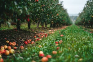 Rows of apple trees filled with ripe red apples during harvest season