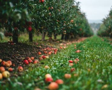 The 10 Best Apple Orchards in the Hudson Valley for Real Fruit Picking The 10 Best Apple Orchards in the Hudson Valley for Real Fruit Picking